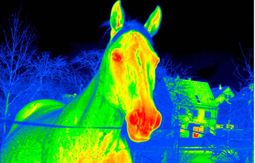 Wie die Thermografie Pferden und der Veterinärmedizin helfen kann - August 11, 2022